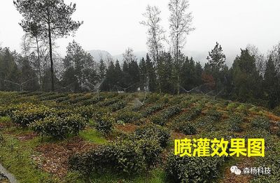 南江县茶园智能水肥一体化微喷项目（800亩）